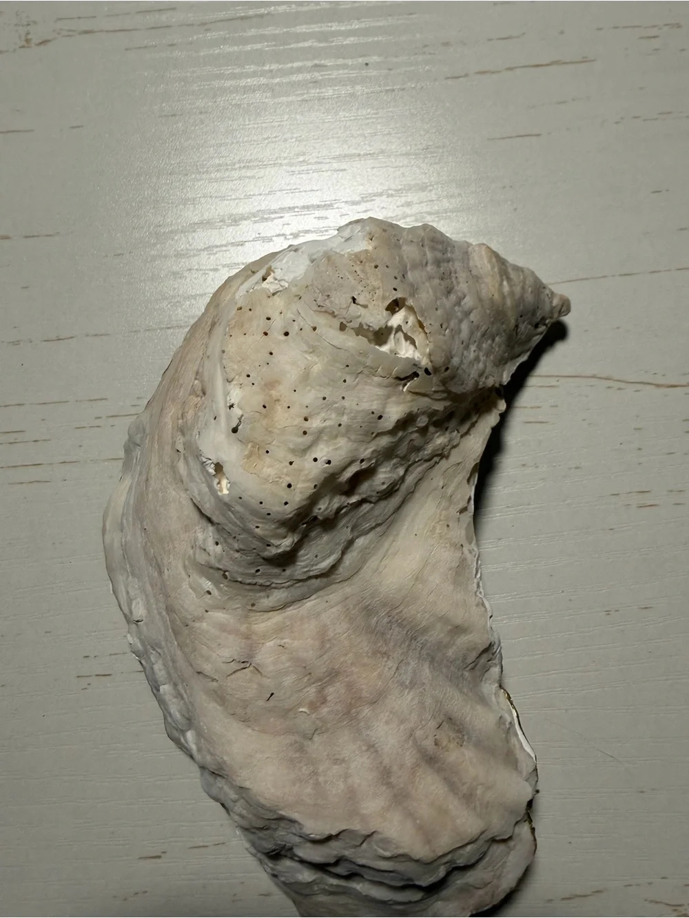 Handmade decoupage stain glass manatee oyster shell trinket dish